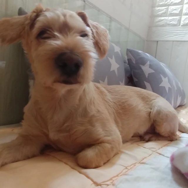 낭총