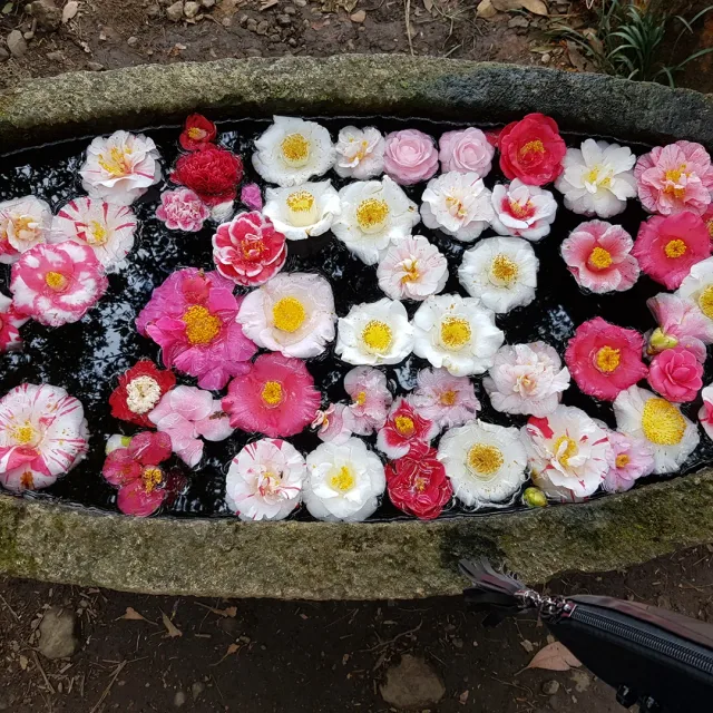 오렌지