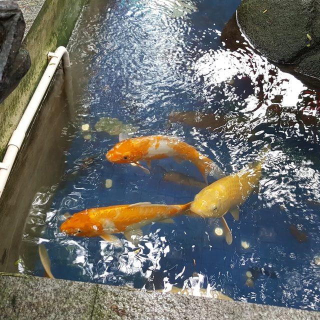 진달래O대덕면O내리