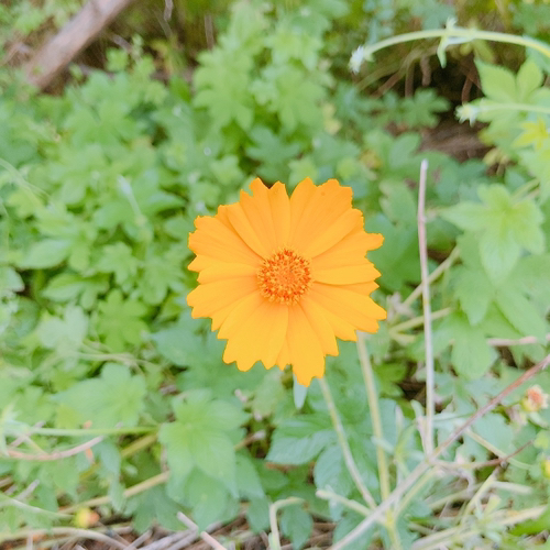 별수레