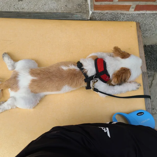 이사싫어
