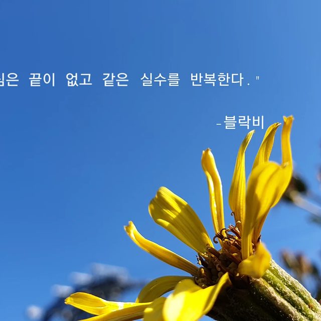 4주세연