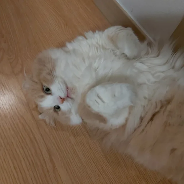 코냥이