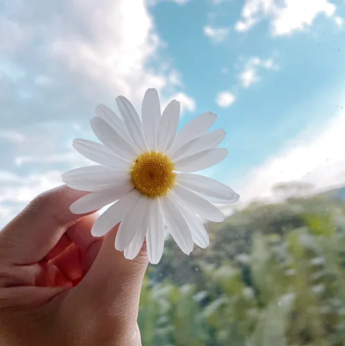 참깨