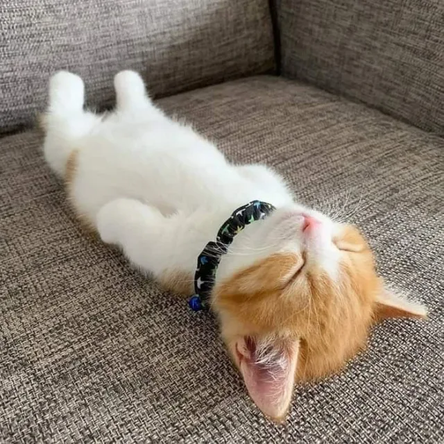 네오네오오