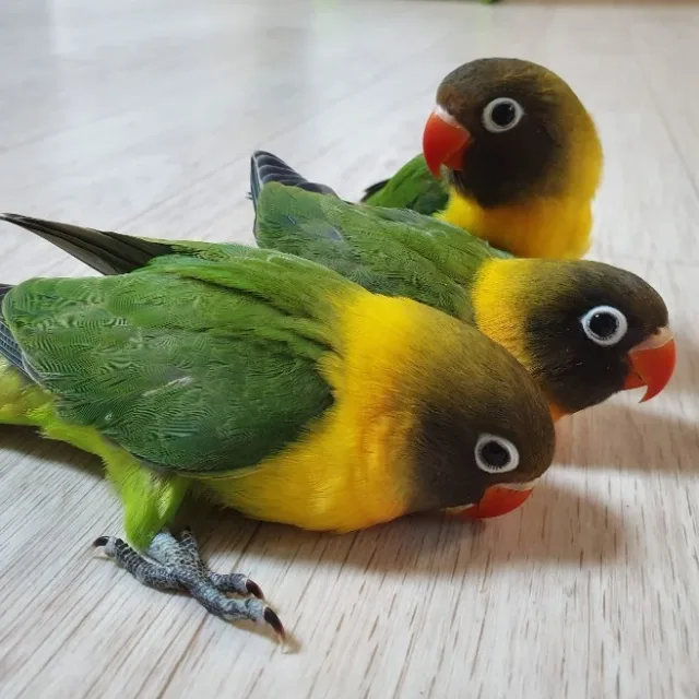 스마일우먼