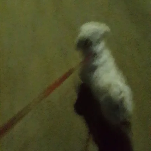 조커