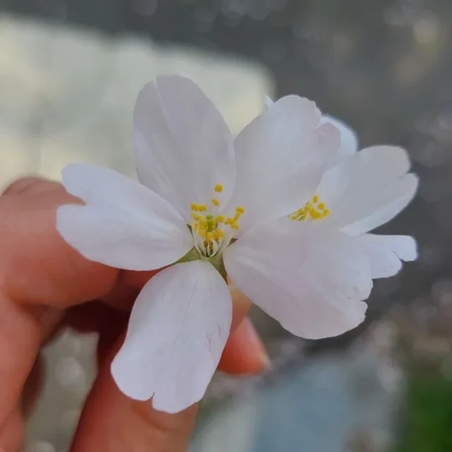 몽키