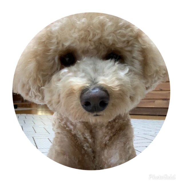포키토키