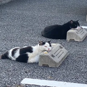 사장