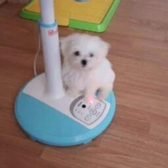 용용이
