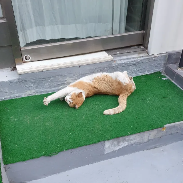 나른한고양이