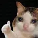 따봉고양이