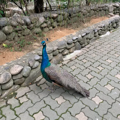 안뇽