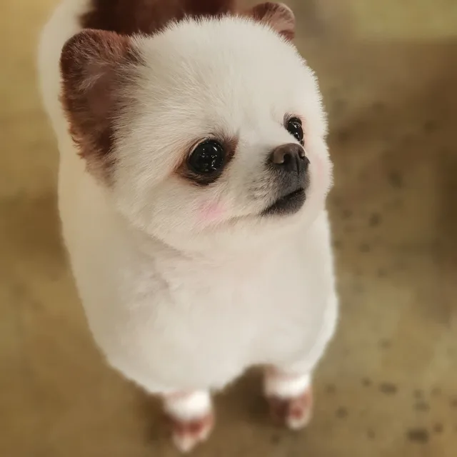 버들이아빠