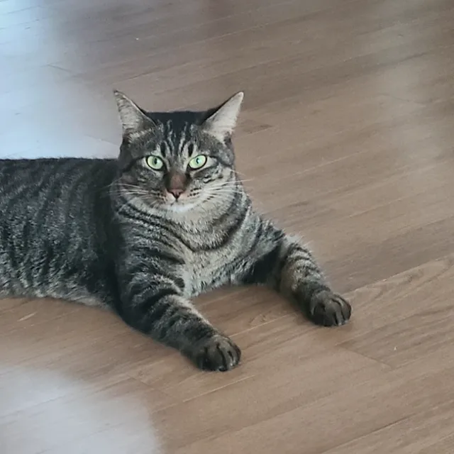 밍좀