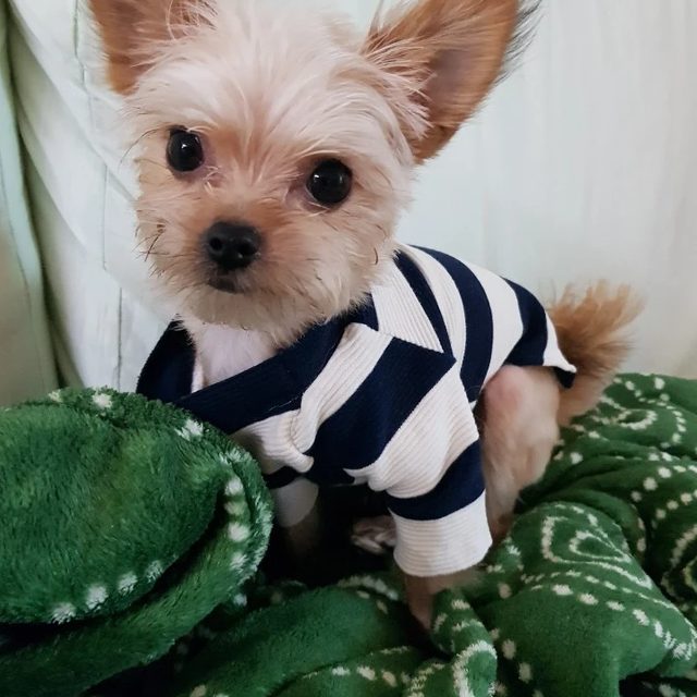 숲토린