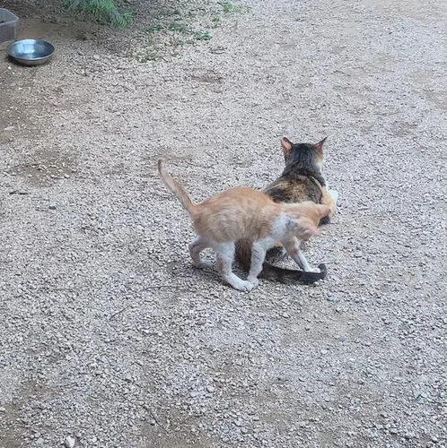 안죠니