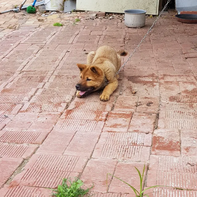 바두기