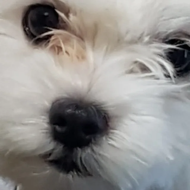 바이오맨