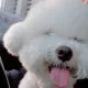 솜이맘