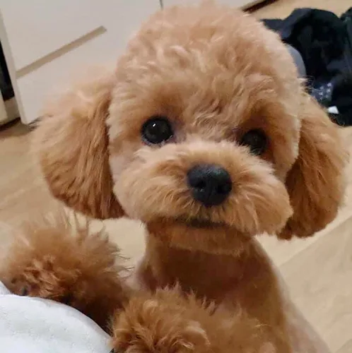우디