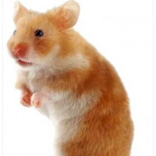JYJY
