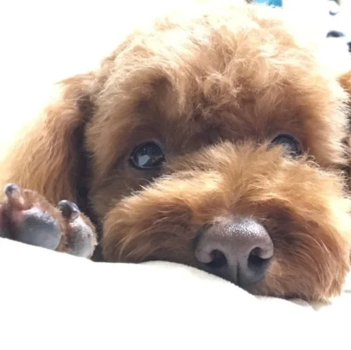 콩알콩알