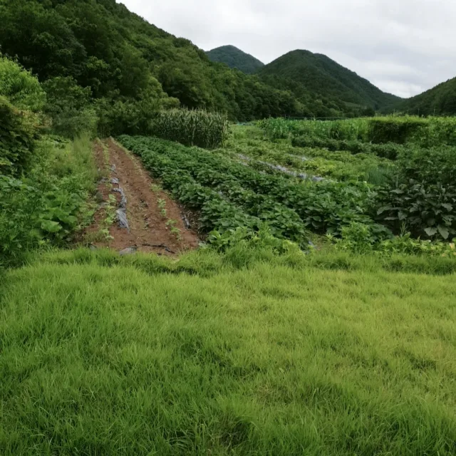 제랴늄