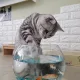 꽁지