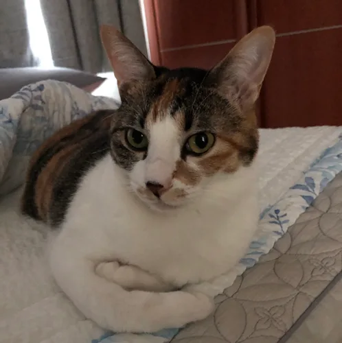 후니