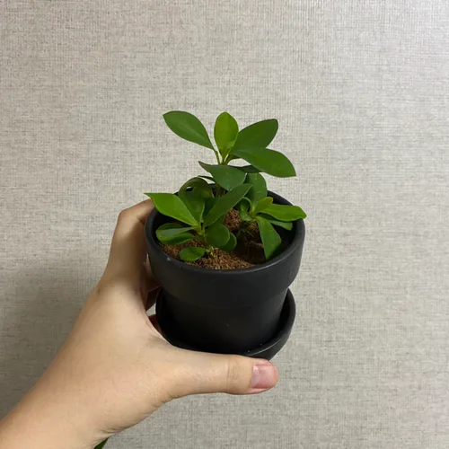 팽돌