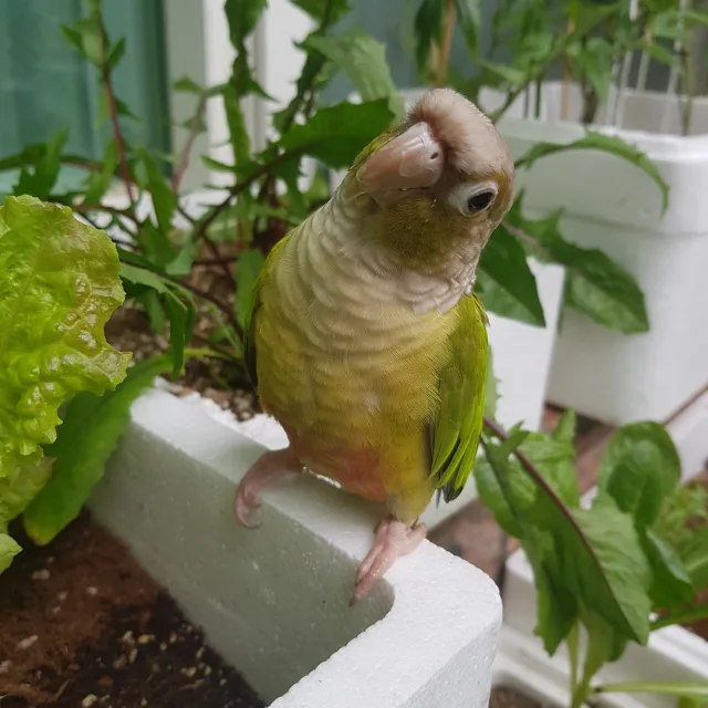 profile