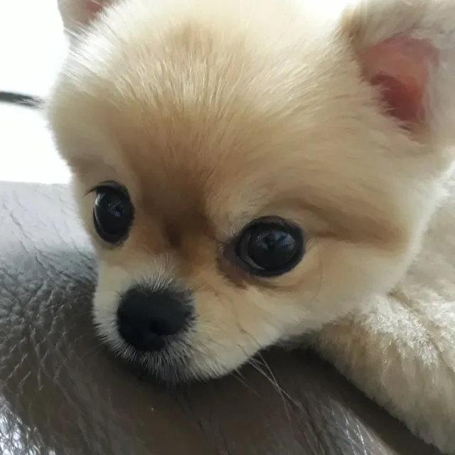 엣쎈