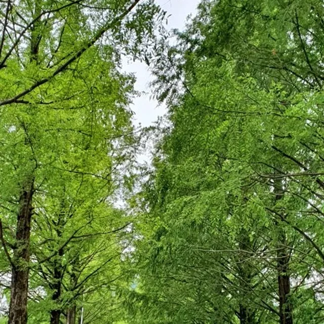 해바라기2020