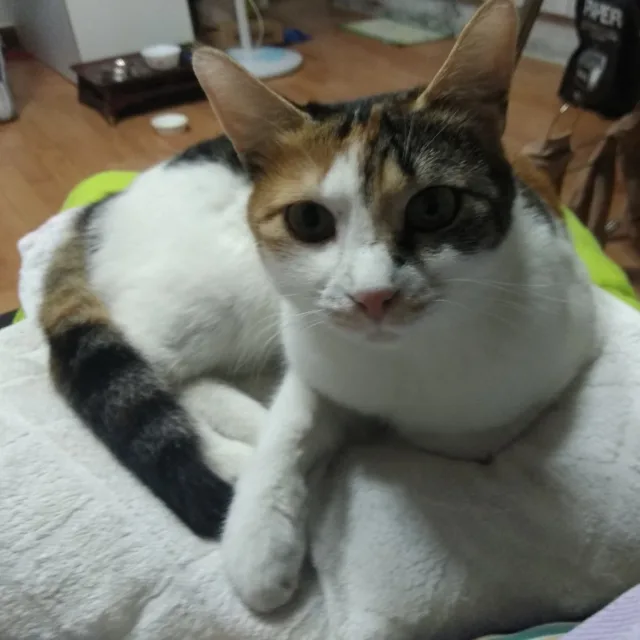 다니엘최