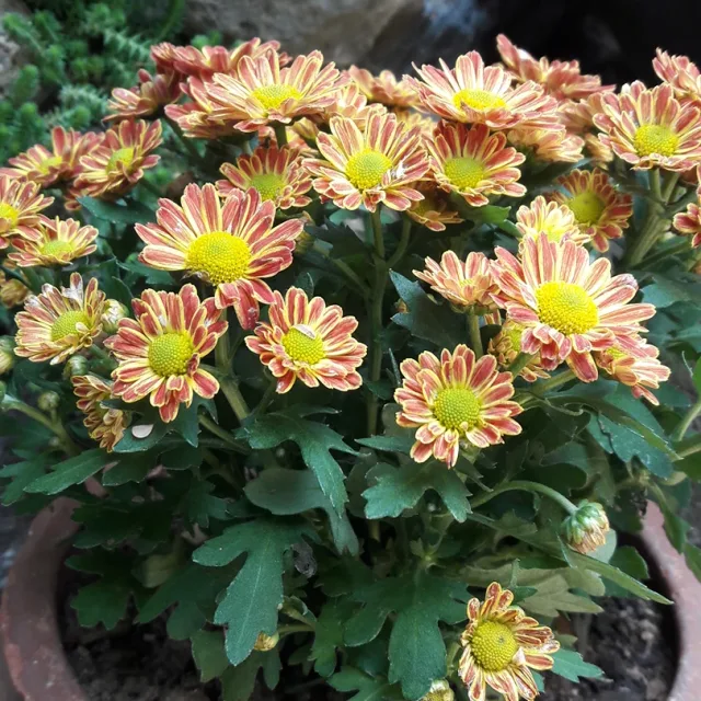 곰돌이푸