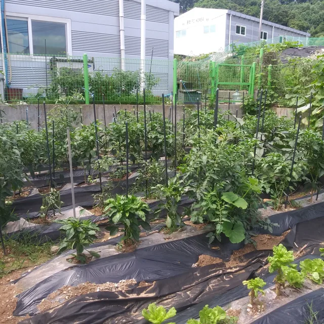 가정맘