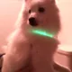 지댕이