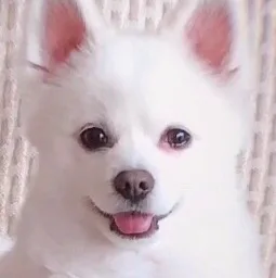 표고