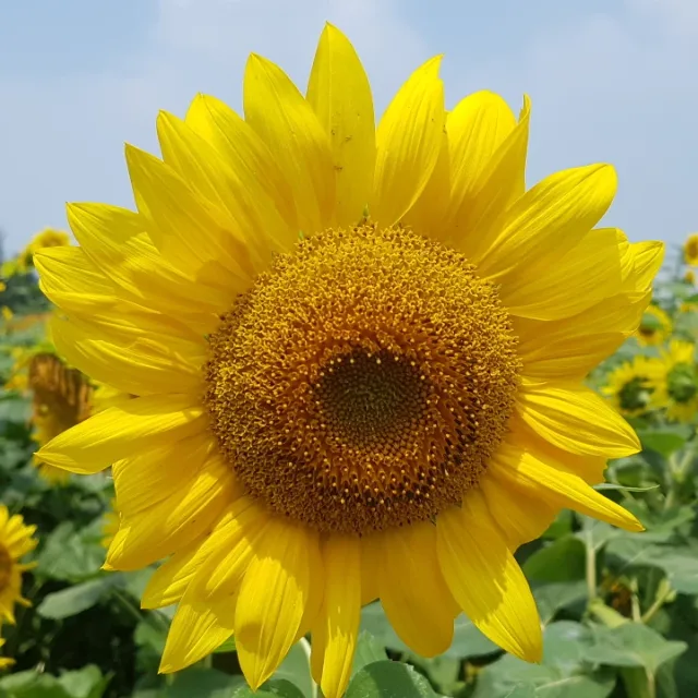 지니