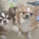 고랭휘