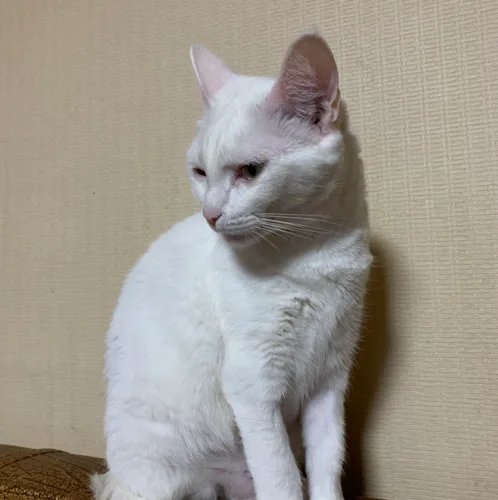 더블리너