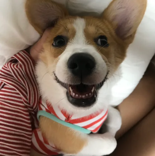챳챠