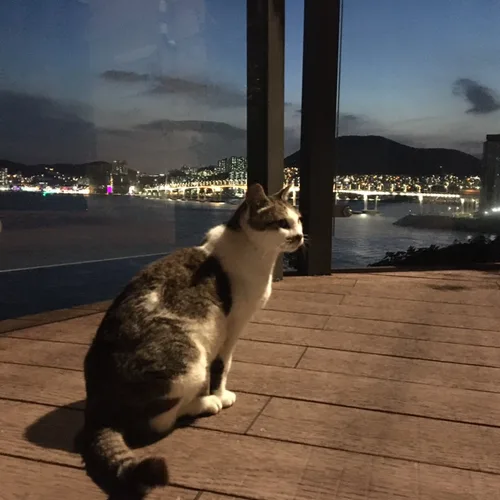 한라봉