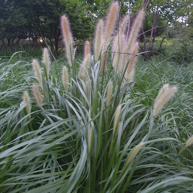 연이