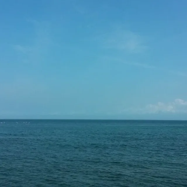 하늘바라기