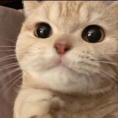 토토