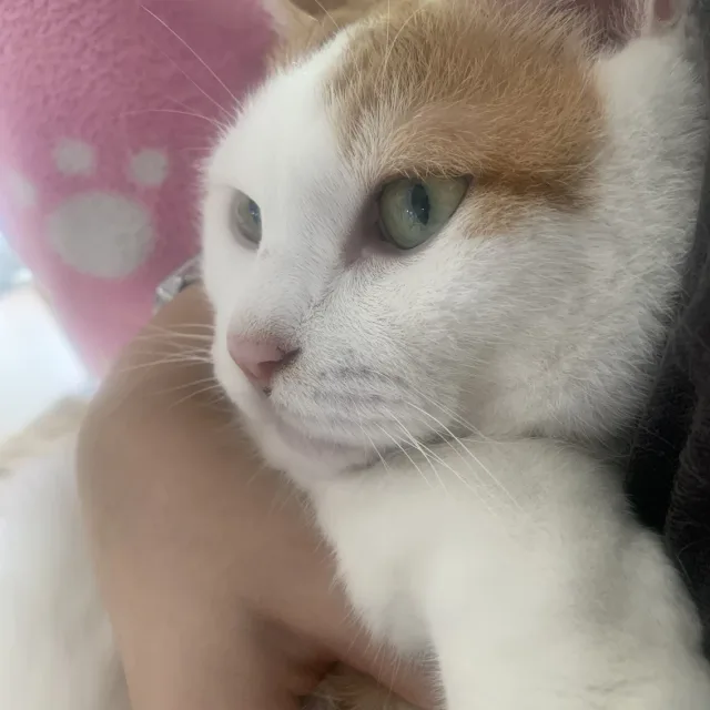 초롱댁