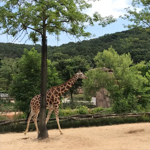 당근에게줄기린은없다
